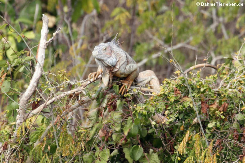 Iguana iguana