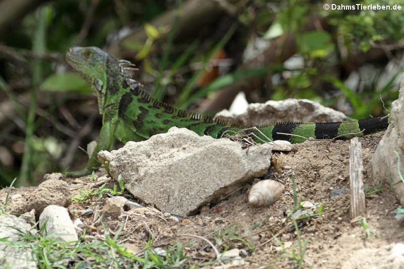 Iguana iguana