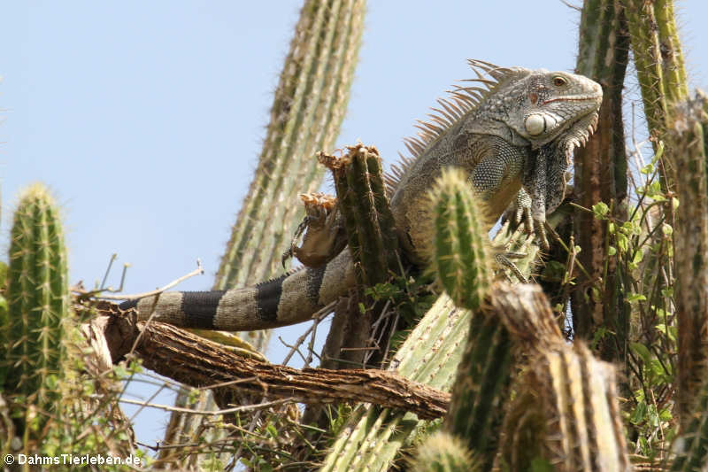 Grüner Leguan auf Saint-Martin