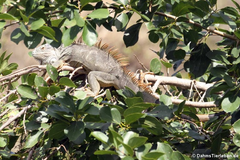 Iguana iguana