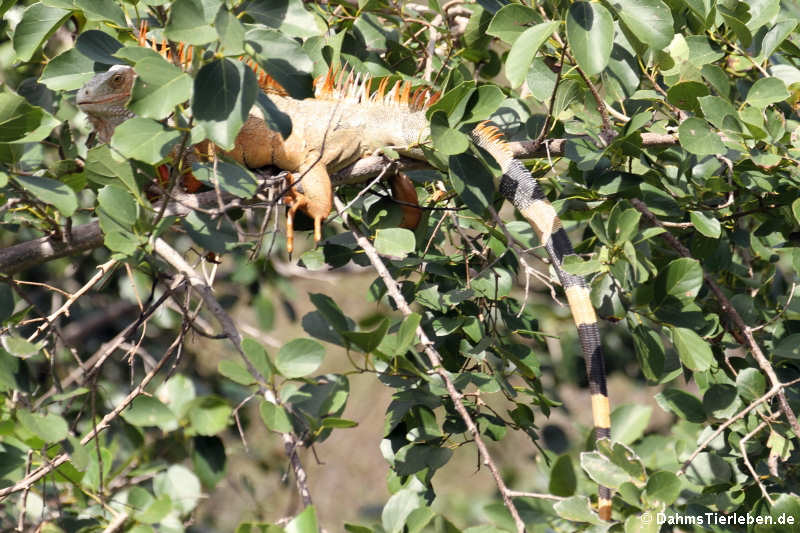 Iguana iguana