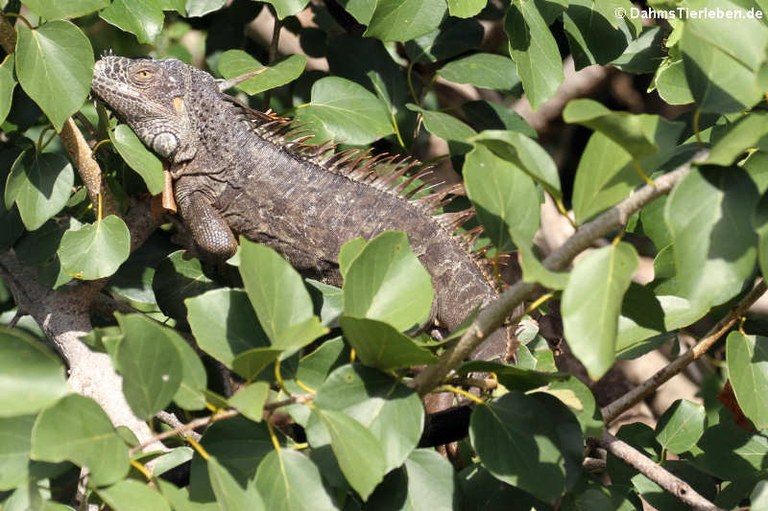 Iguana iguana