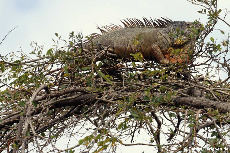 Iguana iguana