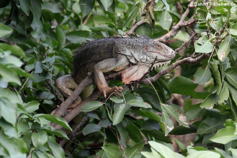 Iguana iguana