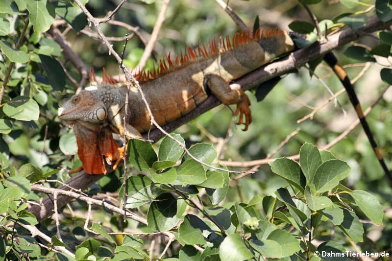 Grüner Leguan auf Saint-Martin