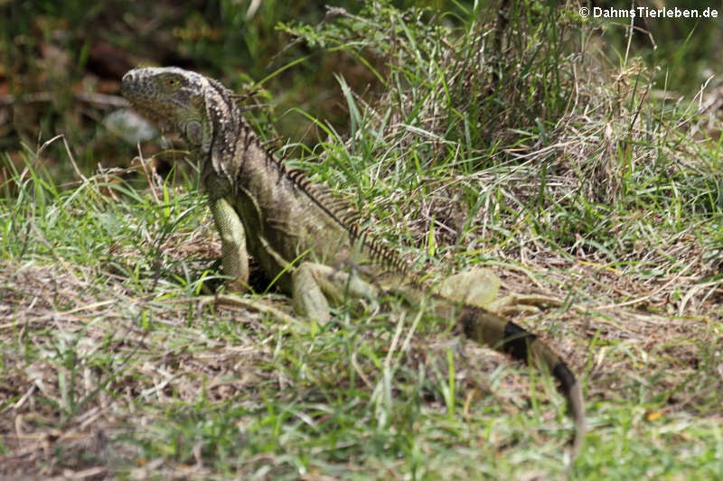 Iguana iguana