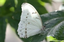 Weißer Morphofalter (Morpho polyphemus) in der Butterfly Farm, Saint-Martin