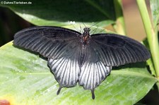 Großer Mormon (Papilio memnon) in der Butterfly Farm, Saint-Martin