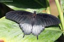 Papilio memnon