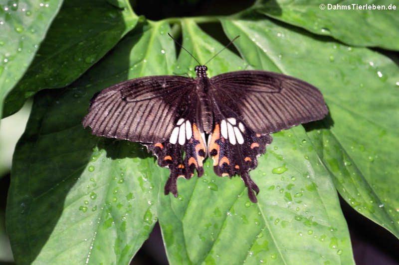 Kleiner Mormon (Papilio polytes)