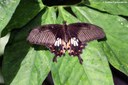 Papilio polytes