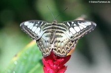 Blauer Segler (Parthenos sylvia) in der Butterfly Farm, Saint-Martin