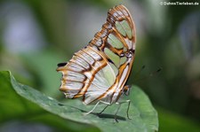 Malachitfalter (Siproeta stelenes) in der Butterfly Farm, Saint-Martin