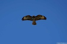 Mittelmeerbussard (Buteo buteo pojana), aufgenommen im Nordosten von Sardinien (Baja Sardinia)