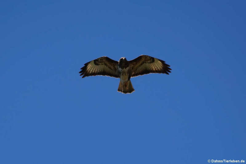 Buteo buteo pojana