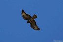 Buteo buteo pojana