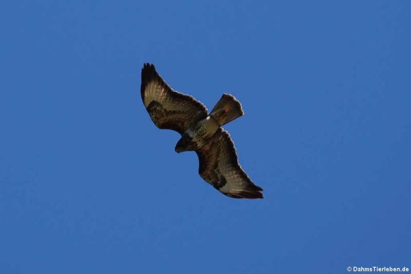 Mittelmeerbussard (Buteo buteo pojana)