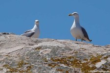 Mittelmeermöwen (Larus michahellis michahellis), aufgenommen im Nordosten von Sardinien (Baja Sardinia)