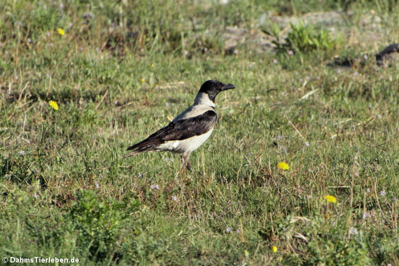 Nebelkrähe  (Corvus cornix sharpii)