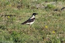 Nebelkrähe (Corvus cornix sharpii), aufgenommen im Nordosten von Sardinien (Baja Sardinia)