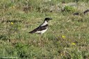 Corvus cornix sharpii