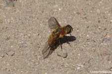 Mistbiene (Eristalis tenax), aufgenommen im Nordosten von Sardinien (Baja Sardinia)