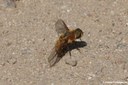Eristalis tenax