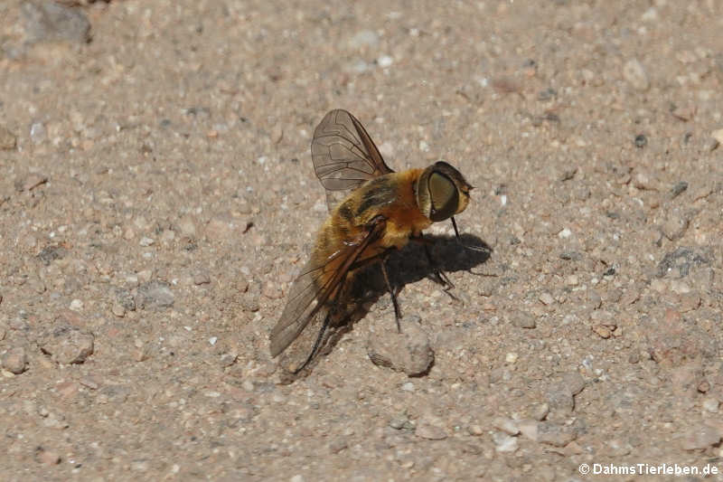 Eristalis tenax