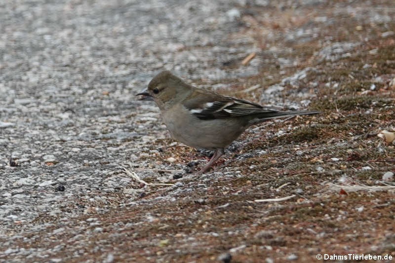 weiblicher Sardischer Buchfink (Fringilla coelebs sarda)