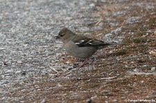 weiblicher Sardischer Buchfink (Fringilla coelebs sarda), aufgenommen im Nordosten von Sardinien (Baja Sardinia)