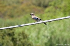 Sardischer Eichelhäher (Garrulus glandarius ichnusae), aufgenommen im Nordosten von Sardinien (Baja Sardinia)