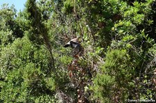 Sardischer Eichelhäher (Garrulus glandarius ichnusae), aufgenommen im Nordosten von Sardinien (Baja Sardinia)
