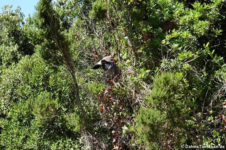 Garrulus glandarius ichnusae