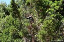 Garrulus glandarius ichnusae