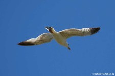 Mittelmeermöwe (Larus michahellis michahellis), aufgenommen im Nordosten von Sardinien (Baja Sardinia)