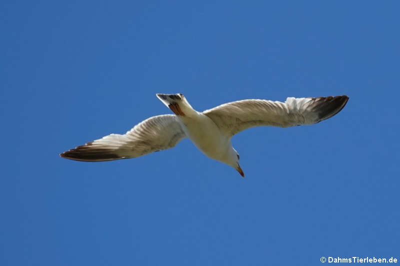 Larus michahellis michahellis