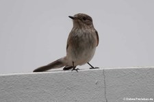 Mittelmeer-Grauschnäpper (Muscicapa tyrrhenica tyrrhenica), aufgenommen im Nordosten von Sardinien (Baja Sardinia)