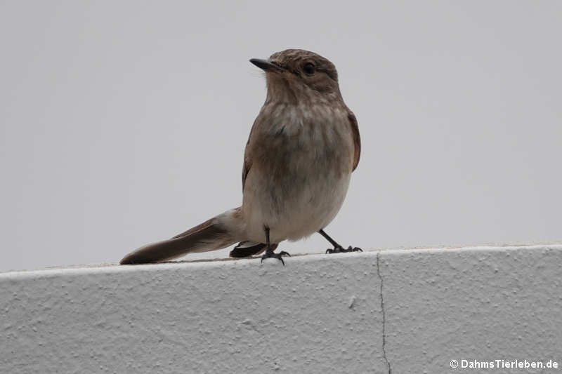 Muscicapa tyrrhenica tyrrhenica