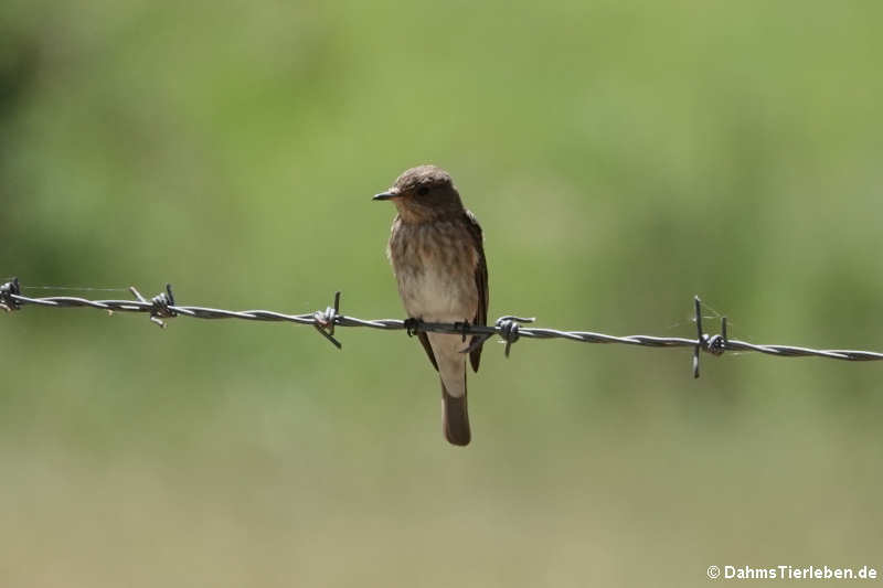 Mittelmeer-Grauschnäpper (Muscicapa tyrrhenica tyrrhenica)