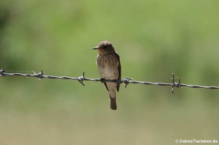 Muscicapa tyrrhenica tyrrhenica