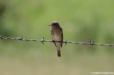 Mittelmeer-Grauschnäpper (Muscicapa tyrrhenica tyrrhenica), aufgenommen im Nordosten von Sardinien (Baja Sardinia)