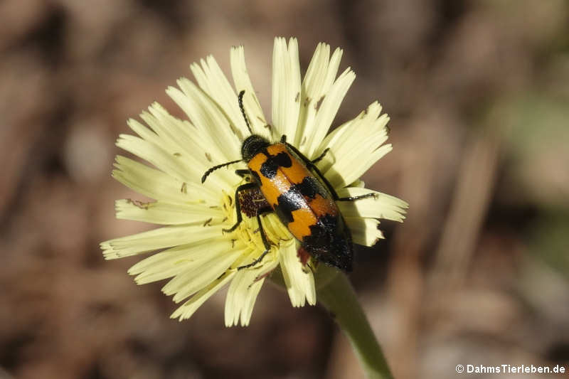 Mylabris variabilis-1