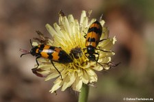 Veränderliche Ölkäfer (Mylabris variabilis), aufgenommen im Nordosten von Sardinien (Baja Sardinia)