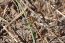 weiblicher Kleiner Blaupfeil (Orthetrum coerulescens), aufgenommen im Nordosten von Sardinien (Baja Sardinia)