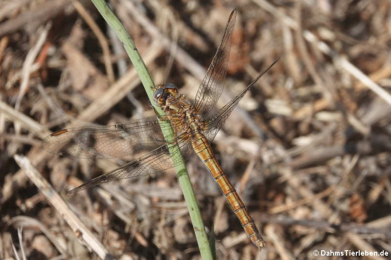 Kleiner Blaupfeil (Orthetrum coerulescens)