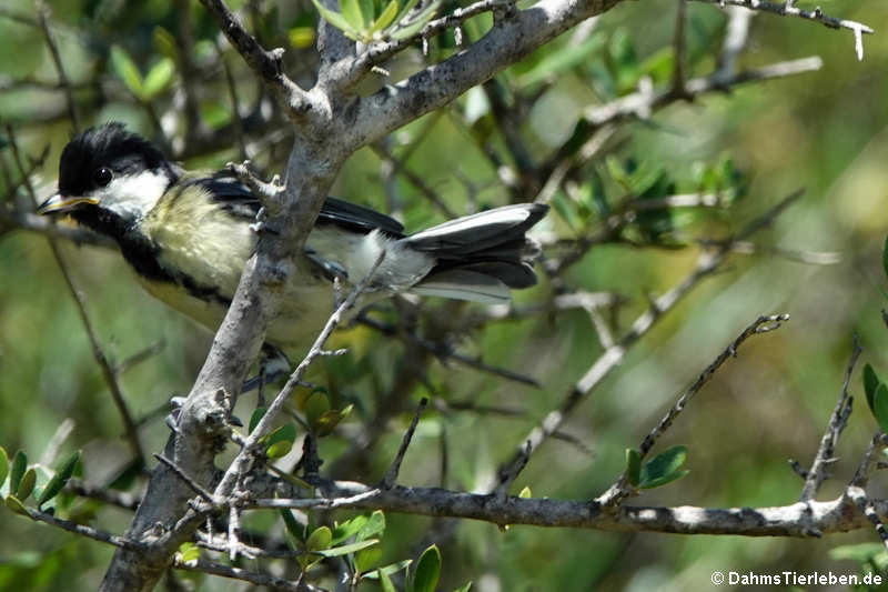 Kohlmeise (Parus major ecki)