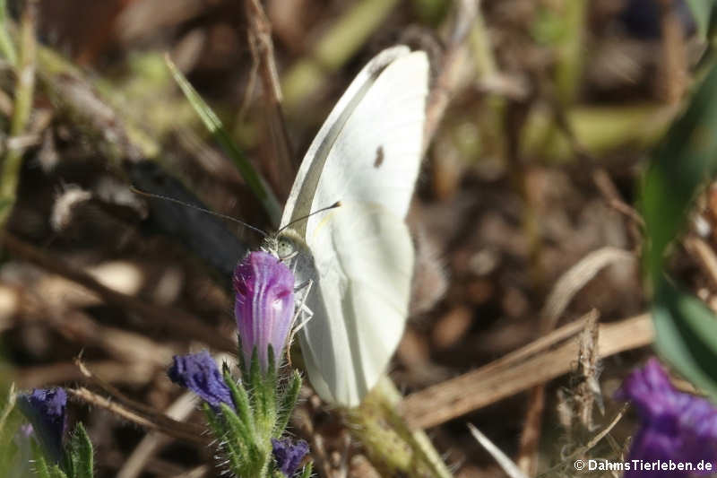 Großer Kohlweissling Pieris brassicae-2