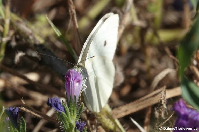 Pieris brassicae