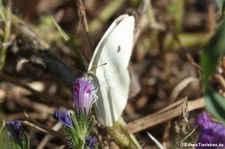 Großer Kohlweißling (Pieris brassicae), aufgenommen im Nordosten von Sardinien (Baja Sardinia)