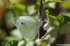 Großer Kohlweißling (Pieris brassicae), aufgenommen im Nordosten von Sardinien (Baja Sardinia)